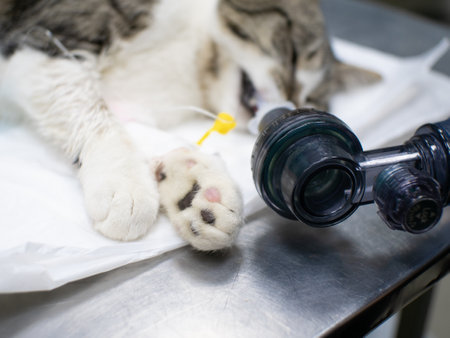 A cats life is saved by performing pulmonary resuscitation with an ambu bag. The animal is artificially ventilated. The cat lies unconscious with an endotracheal tube in the trachea.の写真素材