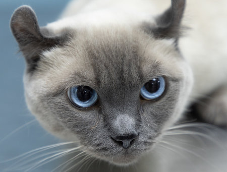 A cute cat with beautiful blue eyes looks into the camera. A white cat with a gray mask on her face...
