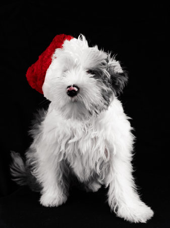Biewer Yorkie sidt puppy in a New Years hat on a black background. Funny shaggy puppy in a santa...