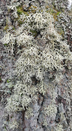 Gray lichen Evernia prunastri on a tree trunk close-up. Background from beautiful gray natural lichen. Symbiosis between tree and lichen. Concept backgrounds from nature.の写真素材