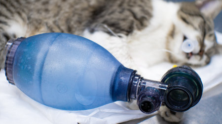 The cat lies on the table with a tube in the trachea and a bag connected for pulmonary resuscitation. An animal is resuscitated using an ambu bag.の写真素材