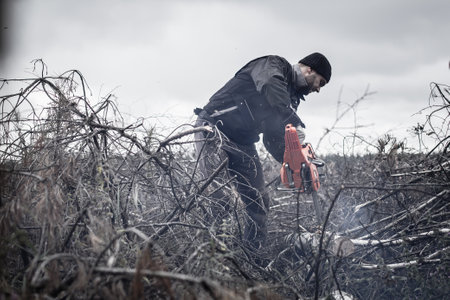 In a pile of coniferous branches, a man saws the trunk of a fallen birch with a chainsaw. The forester cuts fallen trees clearing the forest. Forest cleaning concept.の写真素材