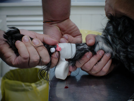 A veterinarian fixes an intravenous catheter on a paw of a pet with a bandage. The doctor installs...
