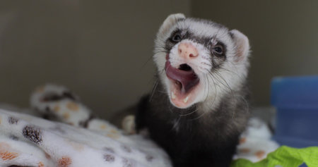 Ferret in the hospital yawns with his tongue out. A domestic ferret fell ill and is being treated by a doctor. The cute domestic ferret is tired and wants to sleep.の写真素材