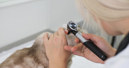 Inspection of the ear canal of a pet with an otoscope. The doctor carefully examines the cats ear in...