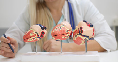 A heart model stands on a table in front of a female cardiologist with white hair. The doctor holds a stick in his hand to show the patient on the model of the heart the places of pathology.の写真素材