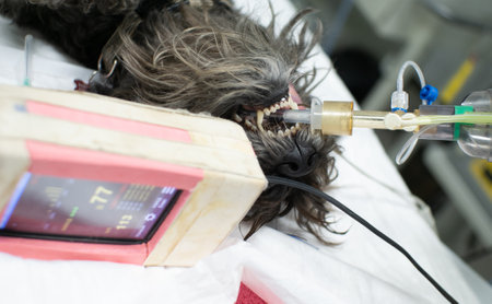 In surgery, a dog with a tube in the trachea under anesthesia lies on the operating table. Next to...