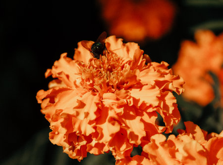 A close-up of a bud of a marigold flower growing in a flower bed in a garden in the summer sun. Orange marigolds enjoy the warmth and rays of the summer sun. Background, wallpaper.の写真素材