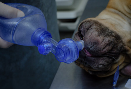 By pressing crayfish on the oxygen bag, the doctor delivers oxygen to the lungs of a dog that is not breathing. Pulmonary resuscitation of a dog during anesthesia before surgery.の写真素材