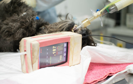 The dog lies under anesthesia on the table during the operation. There is a heart monitor next to the dog. The cardiologist monitors the pulse during the operation on the dog.の写真素材