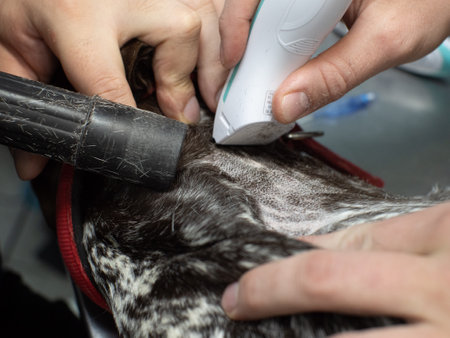 The doctor cuts the hair off the dogs neck before the operation. The veterinary surgeon prepares the dog for neck surgery by shaving off the hair from the area where the incision will be made.の写真素材