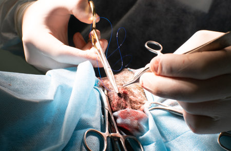 A veterinary surgeon sutures an incision in an animal using a surgical needle and tweezers. In the...