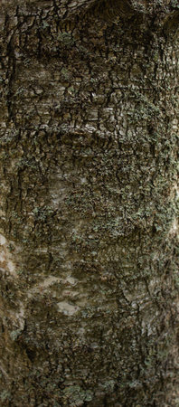Old deciduous tree trunk covered with lichen. Close-up texture of the bark of a tree covered with...