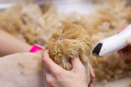 A professional veterinary groomer holds a cats paw with his hand while trimming six with an electric clipper. A heavily shedding cat was brought in for a hygienic fur trim.の写真素材