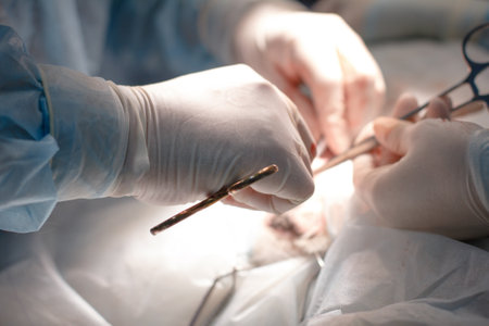 Big plan. Hands of a veterinary surgeon in gloves sew up a surgical incision on the abdomen of a pet. The surgeon holds the needle and thread with a clamp.の写真素材