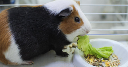 A guinea pig stands with a juicy green lettuce leaf in its mouth. The pig eats juicy greens rich in vitamins. Domestic guinea pig eats green leaves with appetite.の写真素材