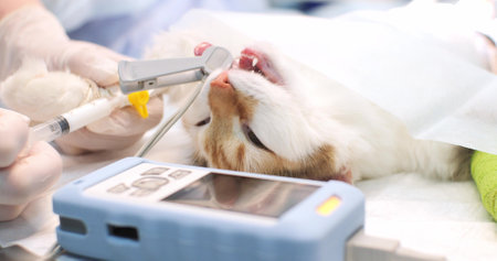 Close-up on the muzzle of a cat in anesthesia for a castration operation. The anesthetist injects medicine into the catheter with a syringe during surgery. The concept of pets in anesthesia.の写真素材