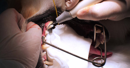 Close-up on the sanitation of the oral cavity of a dog under anesthesia in a veterinary clinic. The dentist cleans the dogs teeth with an ultrasound machine.の写真素材