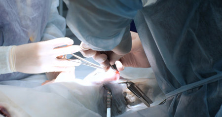 Operating team of veterinarians at work in surgery. The hands of a veterinary surgeon in surgical gloves perform a castration operation on a pet. Pet castration concept.の写真素材