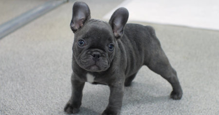 A small beautiful French bulldog puppy stands and stares at the camera. Small dog looks bold in the veterinary clinic. The puppy looks curiously at the camera. Animal theme concept.の写真素材