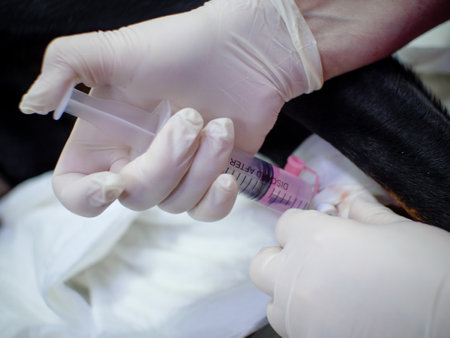 The anesthesiologist injects anesthesia into the intravenous catheter installed on the dogs paw with a syringe. The dog sleeps while the anesthetist adds the drug to the catheter from a syringe.の写真素材