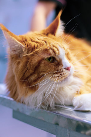 Beautiful red Maine Coon lies on the table and looks away with a serious look. Side view. A beautiful brutal big cat lies freely on the table. Brutal cat concept.の写真素材