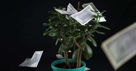 Crassula plant surrounded by swirling dollar bills on a black background. The money tree plant is...
