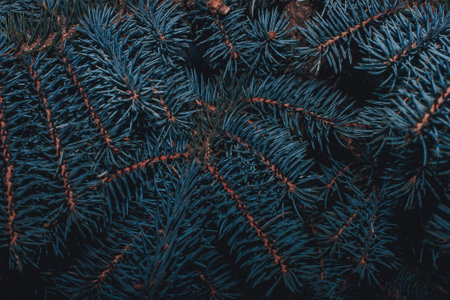 Get out of the branches of blue spruce close-up. Natural dove spruce branches form a beautiful...