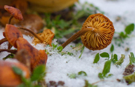 In the forest among the snow stands a small poisonous red mushroom covered with snow. The onset of...