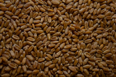 Background of wheat seeds scattered on the surface. Wheat grains close up. Concept background from...