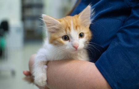 A homeless kitten hugged the hand of a veterinarian with its paws. The doctor examines a street cute kitten. The concept of compassion for homeless animals.の写真素材