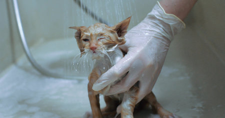 With her eyes closed, the kitten sits under the shower while the shampoo is washed off. Funny kitten clumsily closed his eyes under the jets of water in the bathroom. Bathing a little kitten.の写真素材