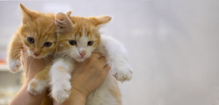 Two cute kittens in the hands of a veterinarian with a place for an inscription. Banner. Adorable kittens on the background of a white wall are held in an armful by a doctor, with an empty space.の写真素材