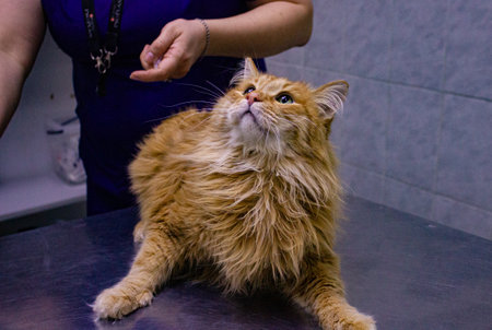 Funny redhead cute ot sits on the table in the waiting room of the veterinarian. The cat, confused, spread its paws on the table and looks around. Red cat in a veterinary clinic.の写真素材