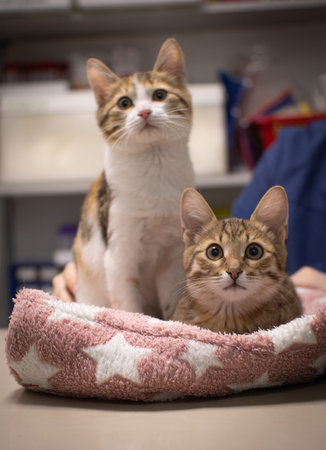 Funny kittens look to the side with interest. The kittens are looking for a toy. In the veterinary...
