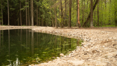 In a coniferous forest, a beautiful pond strewn with stones along the shore. On a summer day in a pine forest, a beautiful lake with calm, even water. The concept of a beautiful pond in the forest.の写真素材