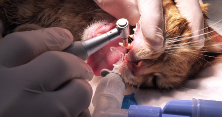 After cleaning the cats teeth, the veterinarian covers them with a protective paste with fluoride with a special brush. A veterinary dentist applies a protective paste to the brushed teeth of a cat.の写真素材