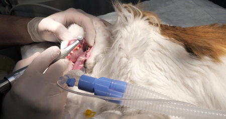 The veterinarian cleaned the cats teeth with an ultrasonic machine and covers them with a protective paste. The doctor brushes the protective paste into the cats teeth under anesthesia.の写真素材