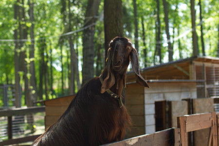 A funny goat stands and looks out of the fence of a petting zoo. The goat looks at people. In a petting zoo for children, a cute funny goat looks at the camera in surprise.の写真素材