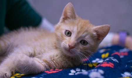 A beautiful red kitten looks at the camera with expressive green eyes while lying on a table in a veterinary clinic. A cute kitten at the reception at the veterinarian lies calmly on the table.の写真素材
