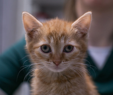 A kitten found on the street was taken to a veterinary clinic. A small kitten is sitting on the table at the veterinarian. A kitten found on the street will be given the necessary assistance.の写真素材
