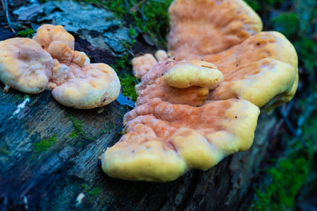 A tinder fungus grows on a fallen tree trunk. Yellow beautiful tinder fungus on a tree trunk in the forest. In summer, a yellow-gray tinder fungus grows in the forest.の写真素材