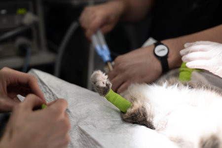 In the operating room the veterinary anesthetist connects the cat to the anesthesia machine The cat sleeps on the surgical table while the veterinarian operating team prepares to begin the operation.の写真素材