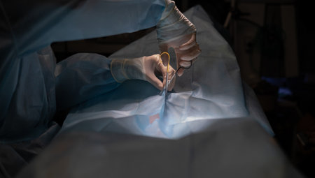 In dark surgery, the hands of the veterinary surgeon prepare the pet for the start of the operation. The veterinarian makes an incision in the surgical field before starting the operation.の写真素材