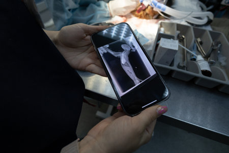 Holding a phone with an x-ray of a cat, the doctor examines the study. Before starting the operation, the veterinarian reviews the results of the x-ray examination of the pet.の写真素材