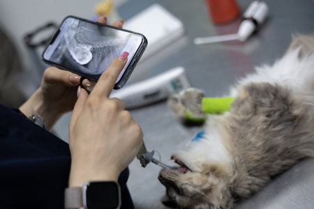 The veterinarian holds a phone in his hand with an x-ray of a cat. Anesthetized pet lies on the table while the doctor examines the x-ray before the operation. X-ray veterinarian concept.の写真素材