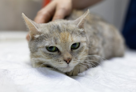 A cute stray cat sits on an examination table in a veterinary clinic. The cat looks around while the vet watches and comforts her. Homeless animal and veterinarian concept.の写真素材
