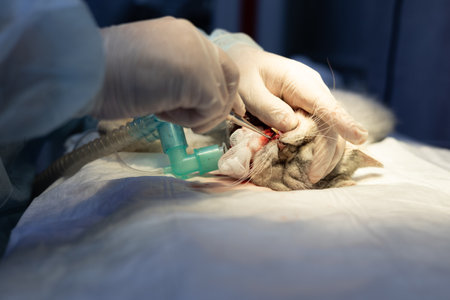 Exterpation of a diseased tooth in a cat in a veterinary clinic. While the cat is sleeping under...