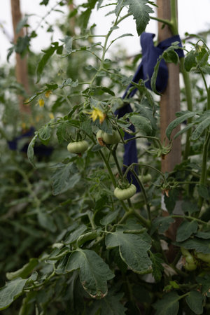 Small green tomatoes sing on the bushes in the greenhouse. Close-up. Unripe green tomatoes hang on a bush in a greenhouse. Ecologically clean healthy vegetables grown in their own garden.の写真素材