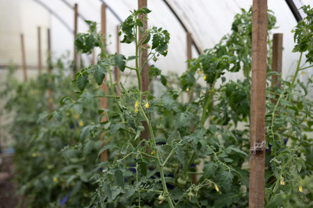 A row of tomatoes growing in a greenhouse in a vegetable garden. Juicy trunk of green tomatoes grow in a greenhouse. Tall flowering tomatoes in the summer in a greenhouse.の写真素材